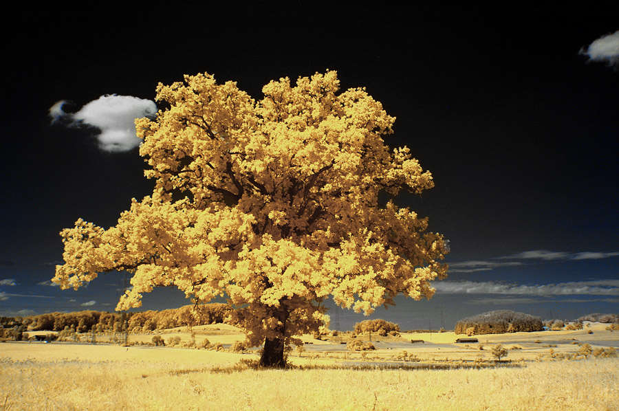 Baum bei Andechs