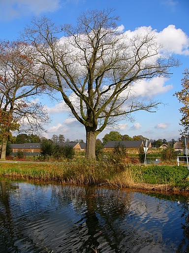 Baum bei Apeldoorn (NL)