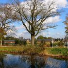 Baum bei Apeldoorn (NL)