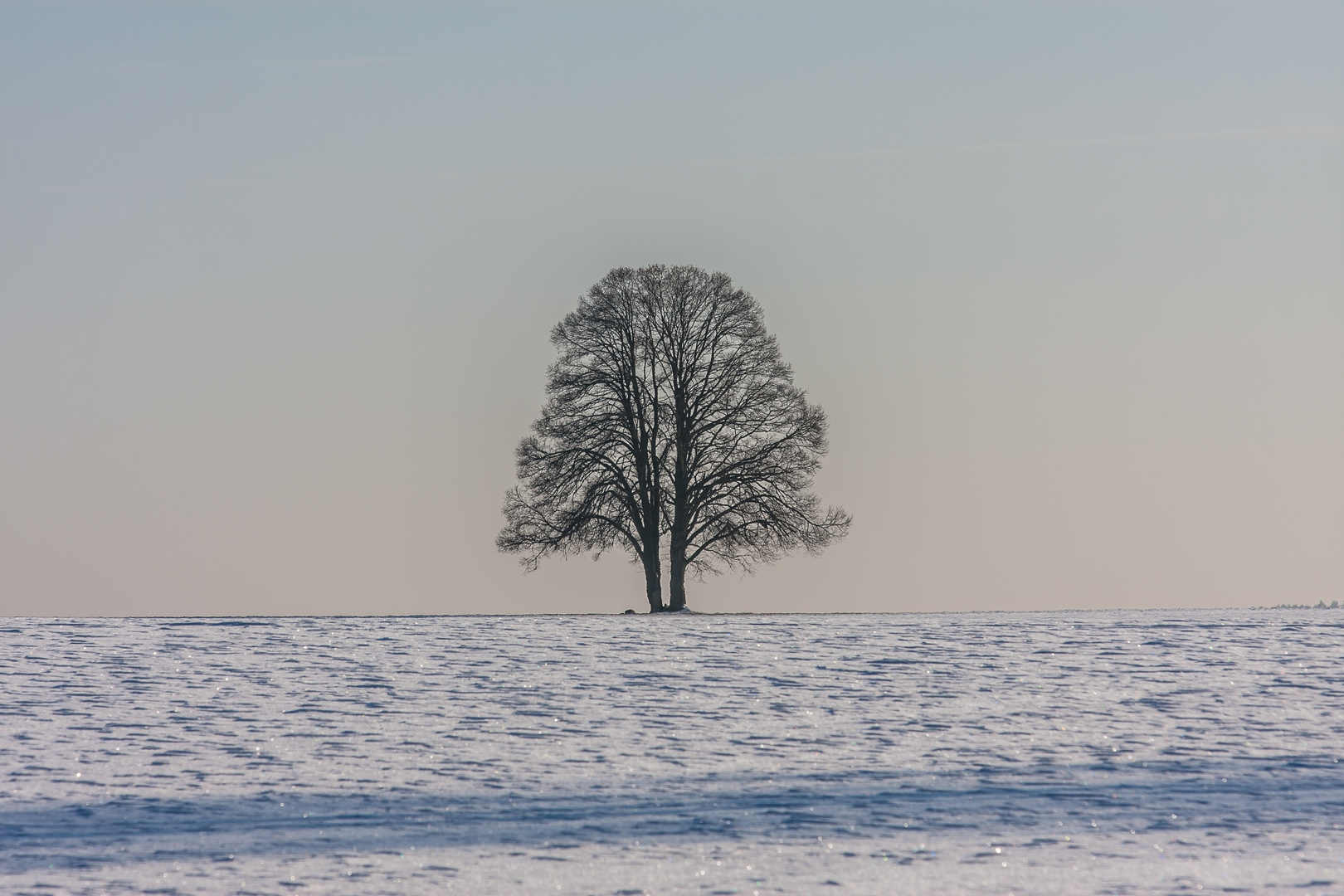 Baum bei Bernstein