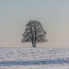 Baum bei Bernstein