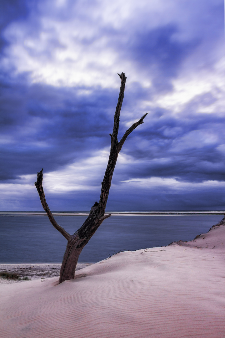 Baum bei der Dune de Pyla