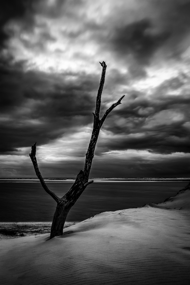 Baum bei der Dune de Pyla1