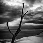 Baum bei der Dune de Pyla1