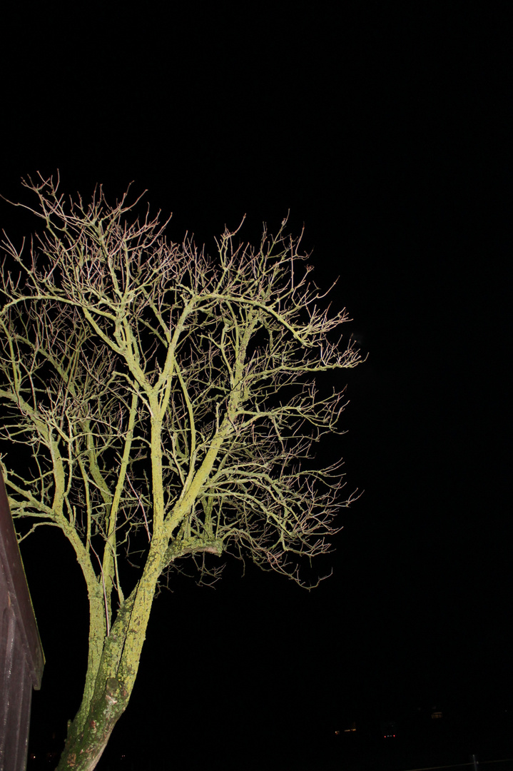 Baum bei Dunkelheit