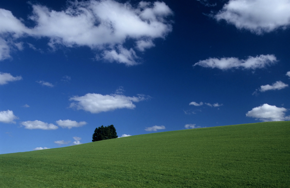 Baum bei Eglingen