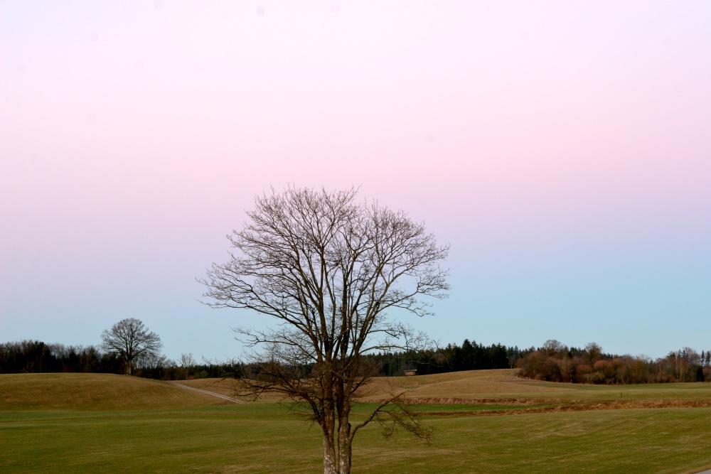 Baum bei Fön-Dämmerung