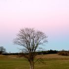 Baum bei Fön-Dämmerung