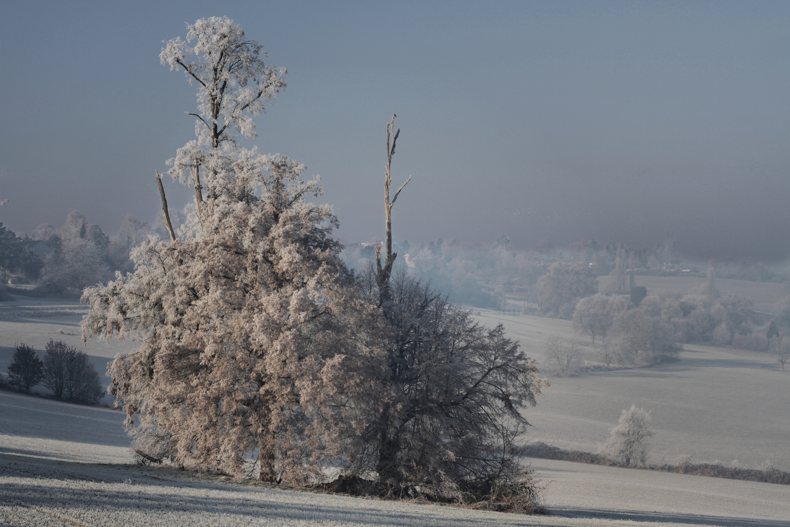 Baum bei Frost