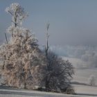 Baum bei Frost