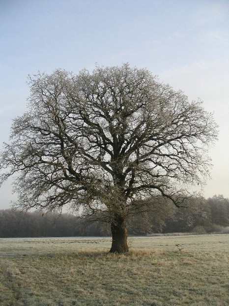 Baum bei Harpe