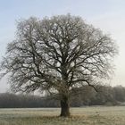 Baum bei Harpe