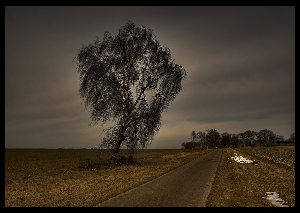 Baum bei Hassel