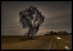 Baum bei Hassel