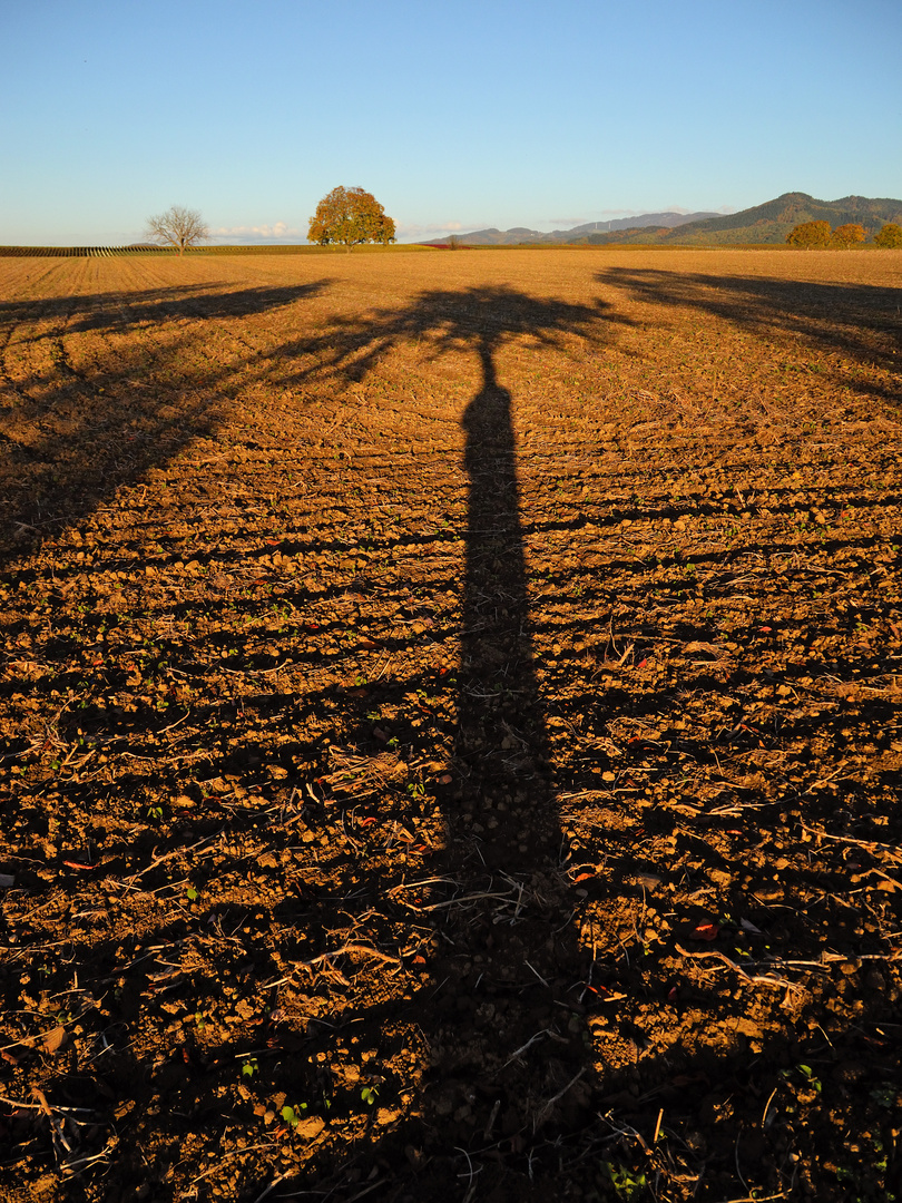 Baum bei Heitersheim