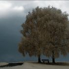 Baum bei Himmighofen