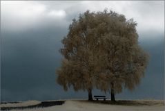 Baum bei Himmighofen