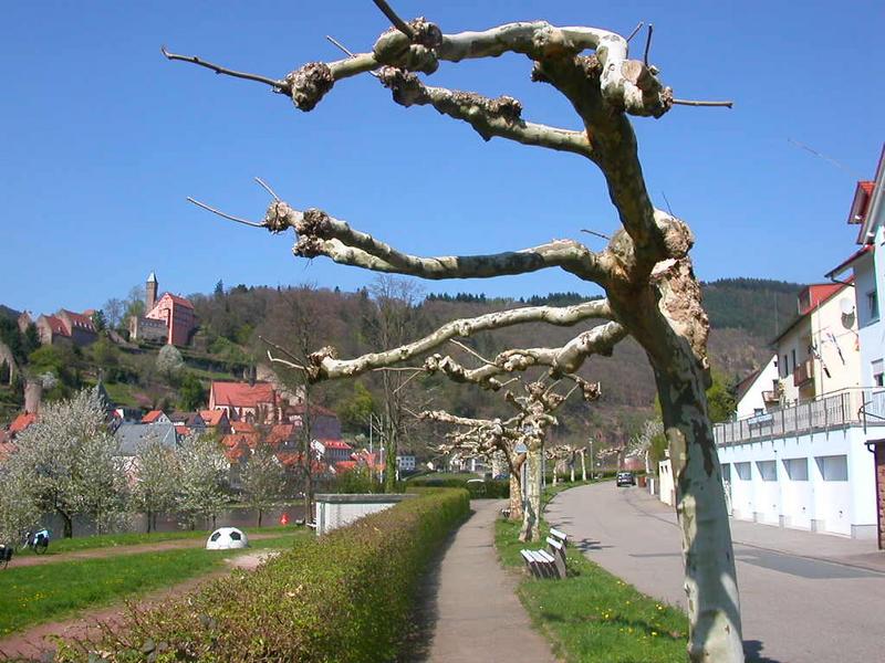 Baum bei Hirschhorn am Neckar