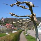 Baum bei Hirschhorn am Neckar