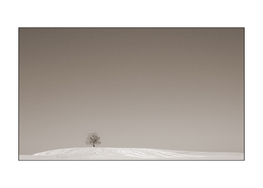 Baum bei Höhenrain im Winter