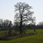 Baum bei kasteel Mheer (NL)