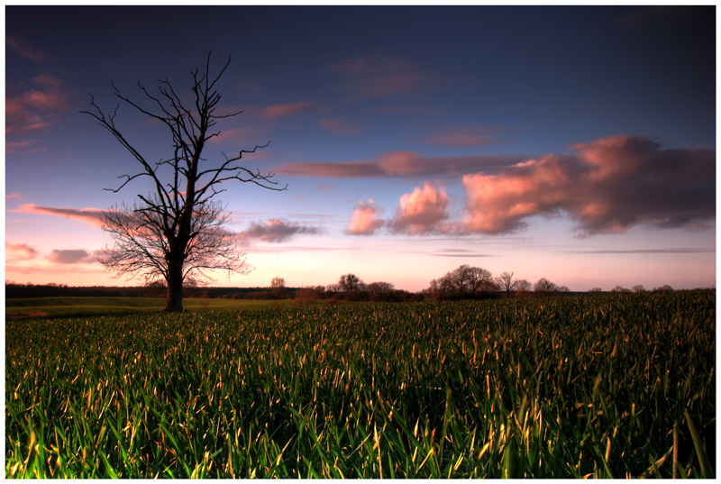 Baum bei Kraase