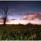 Baum bei Kraase