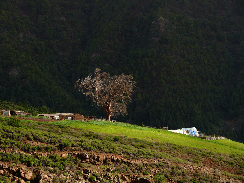 Baum bei Las Cuevecitas de Candelaria