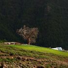 Baum bei Las Cuevecitas de Candelaria