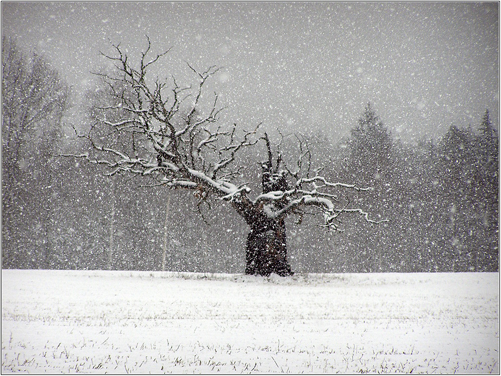 Baum bei Målilla im Schneetreiben