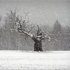 Baum bei Målilla im Schneetreiben