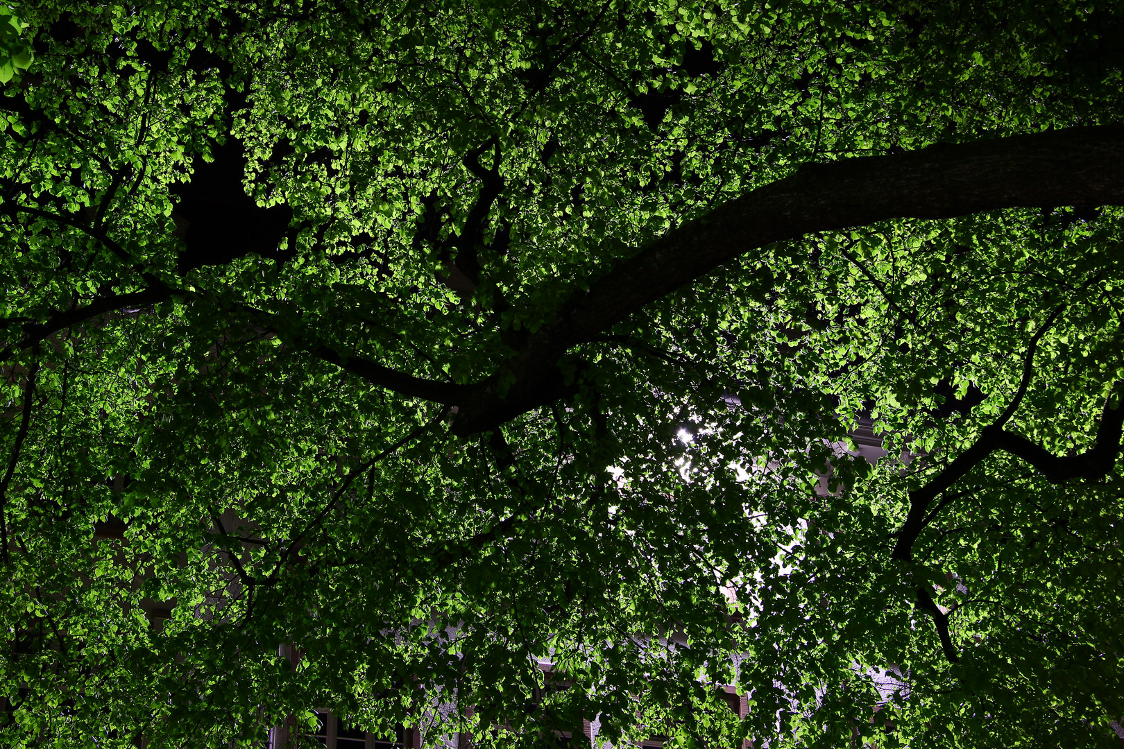 Baum bei Nacht