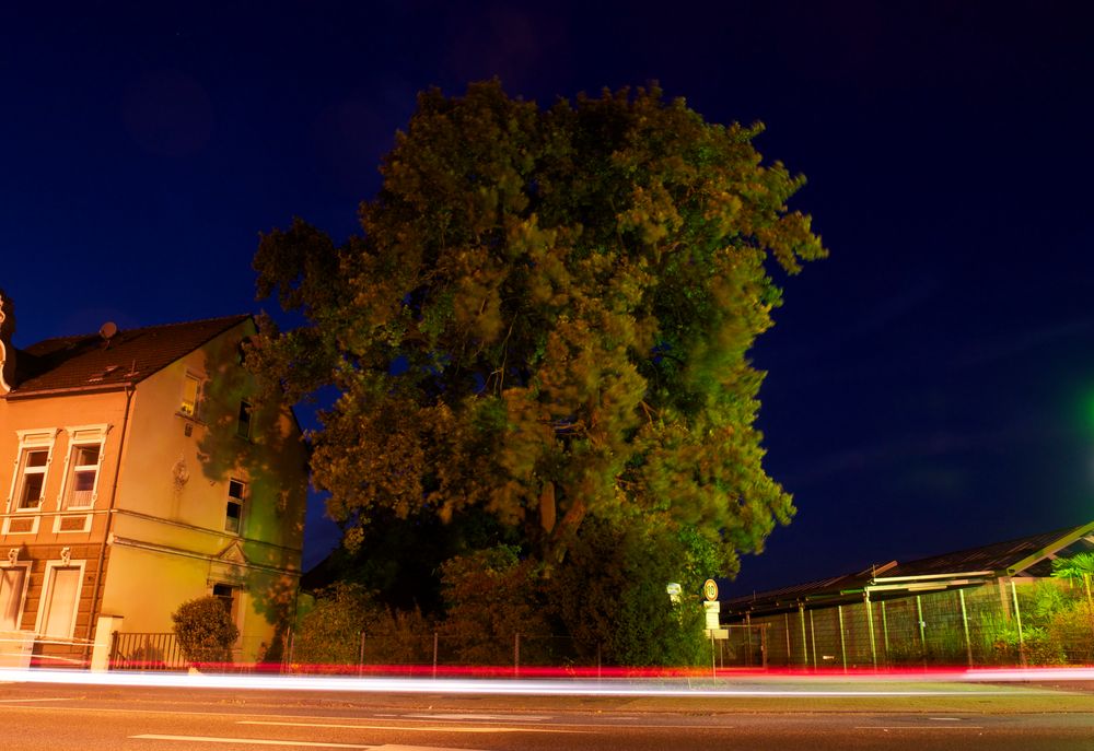 Baum bei Nacht