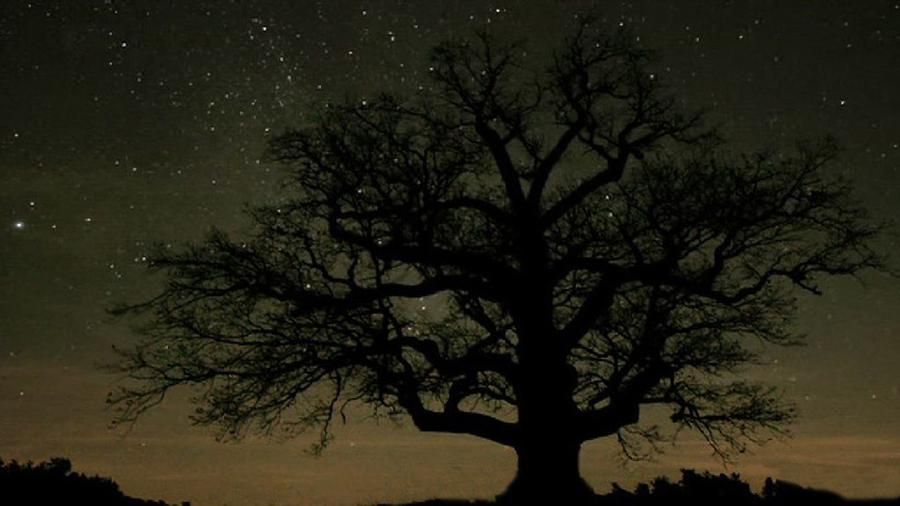 Baum bei Nacht