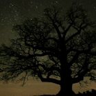 Baum bei Nacht