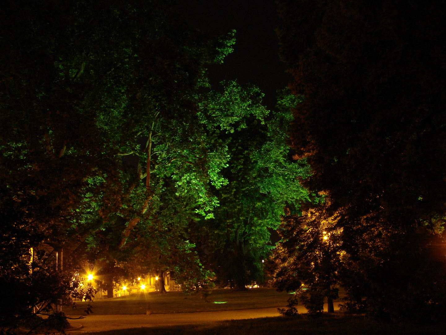 Baum bei nacht