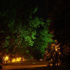 Baum bei nacht
