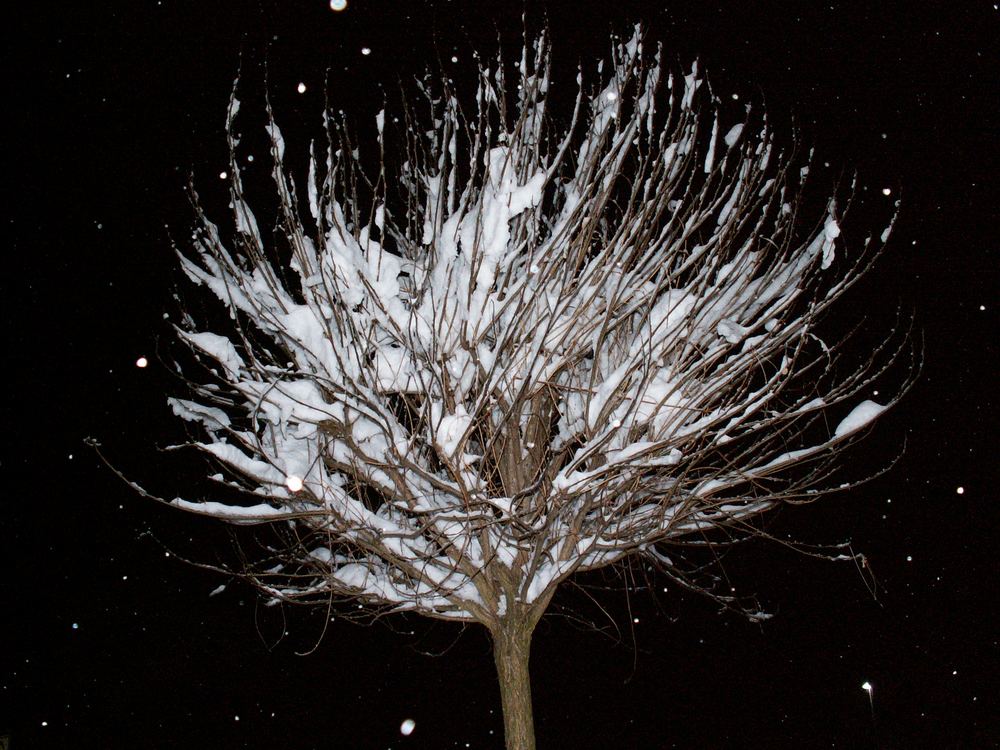 baum bei nacht