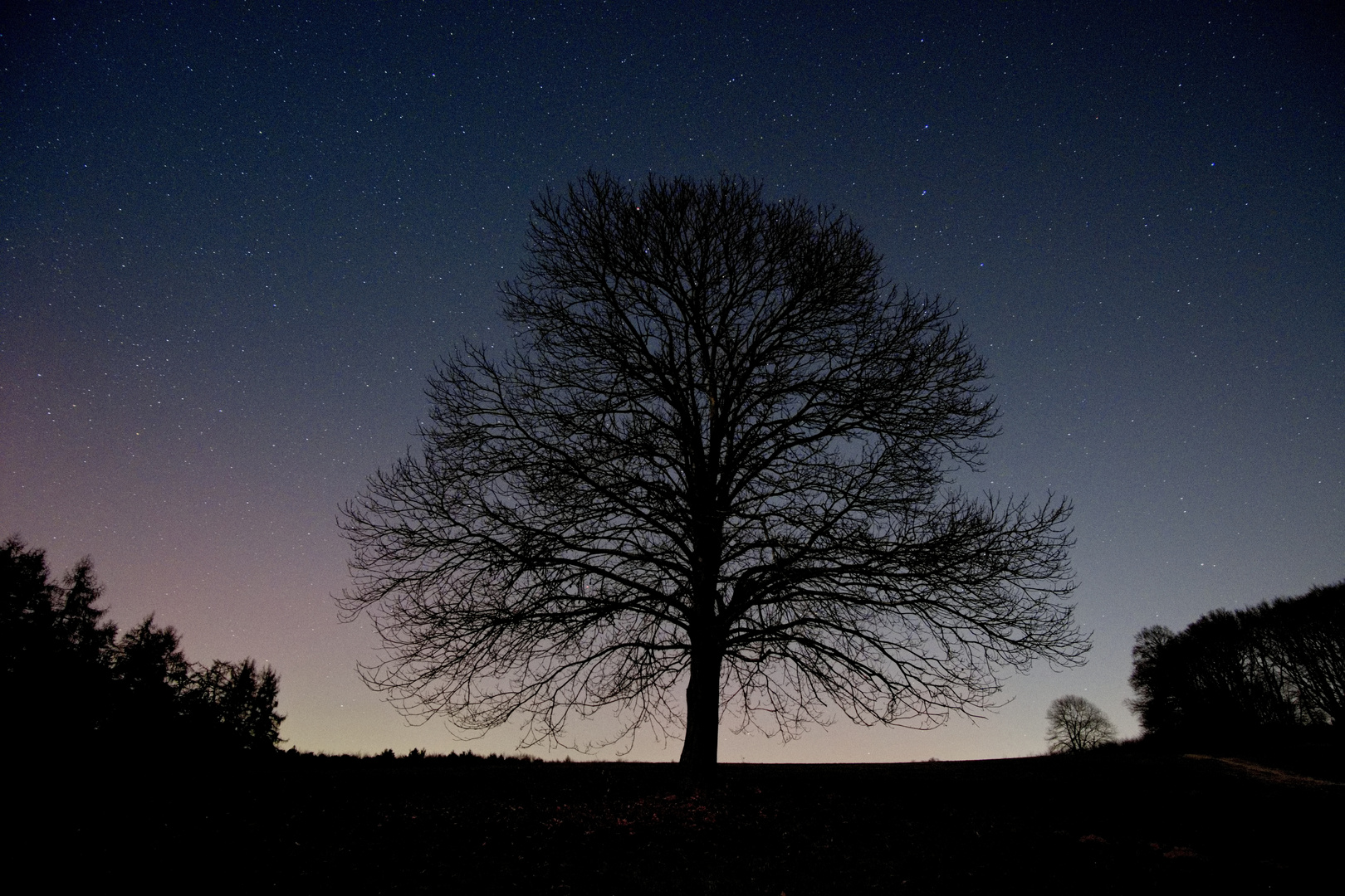 Baum bei Nacht