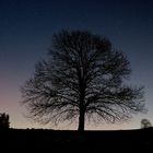 Baum bei Nacht