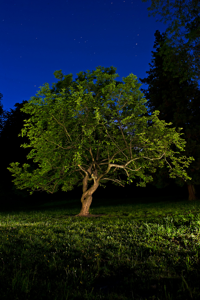 Baum bei Nacht