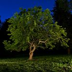 Baum bei Nacht