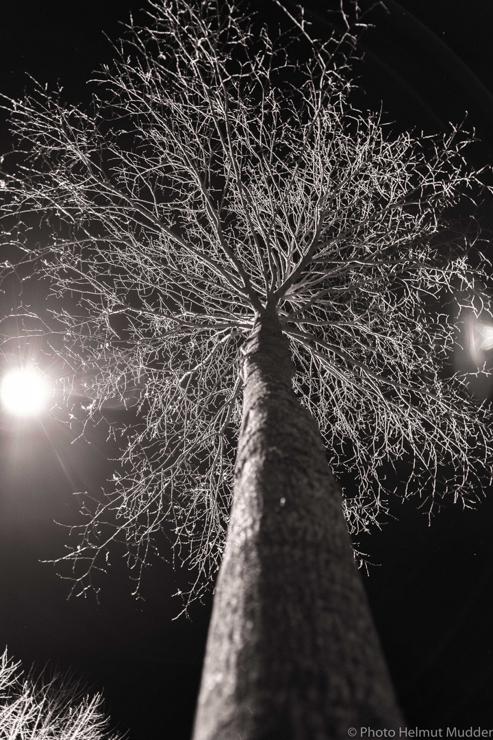 Baum bei Nacht