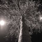 Baum bei Nacht