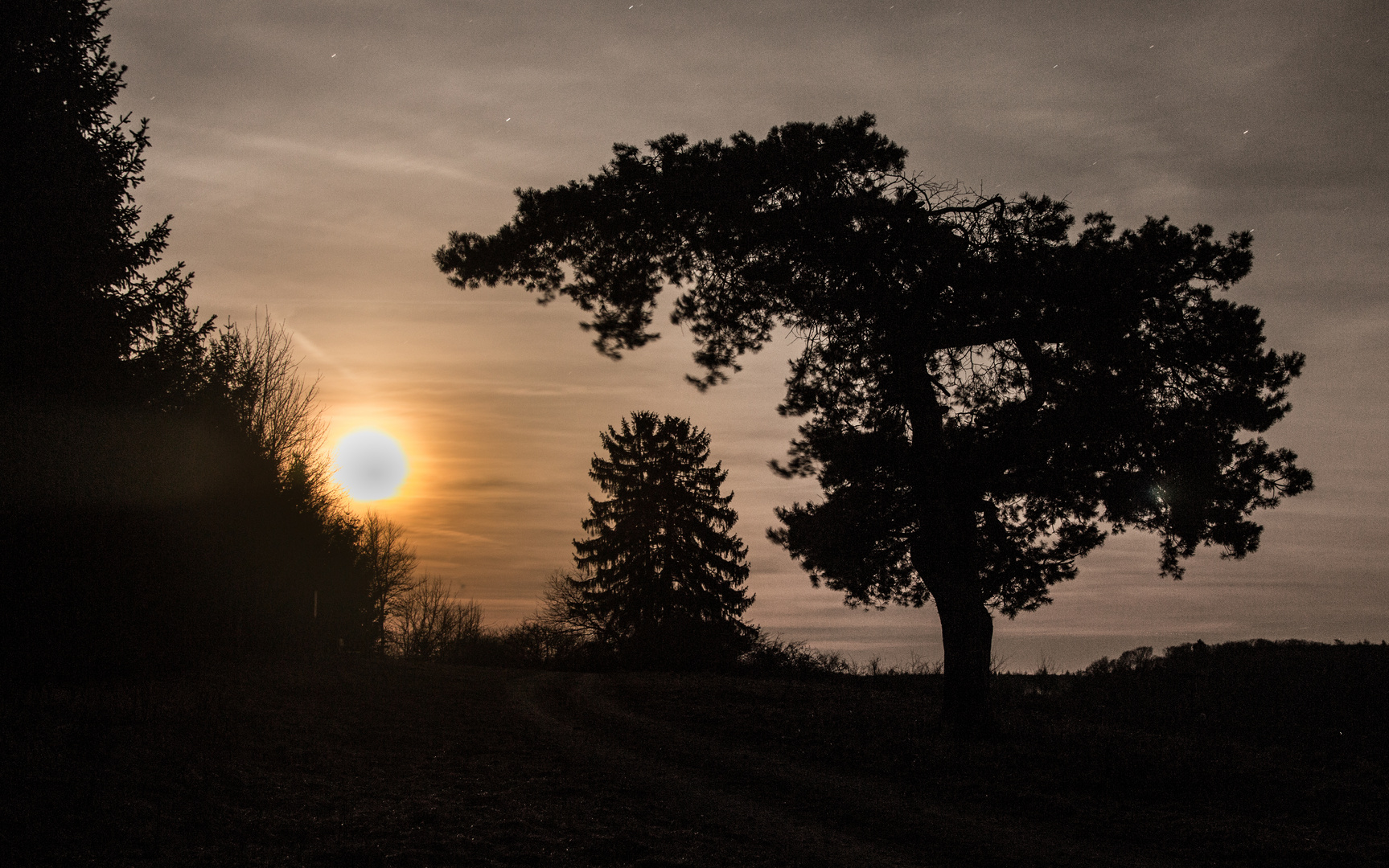 Baum bei Nacht