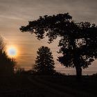 Baum bei Nacht