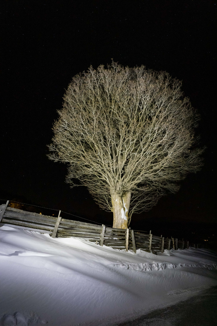 Baum bei Nacht