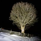 Baum bei Nacht