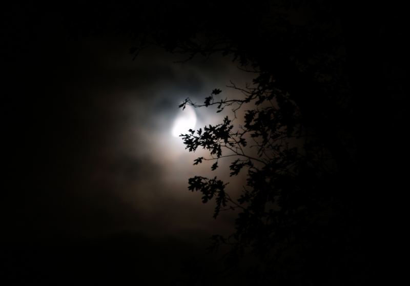 Baum bei Nacht