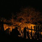 Baum bei Nacht mit Fotograf